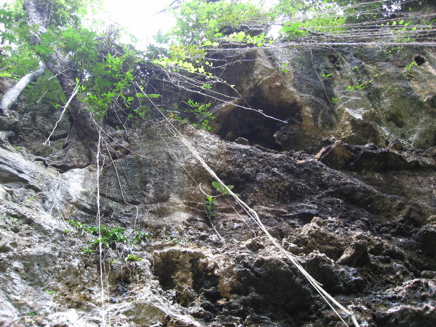 Mayan jungle