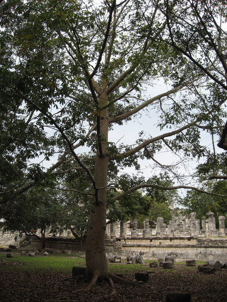 Chichén Itzá - Sacred Tree