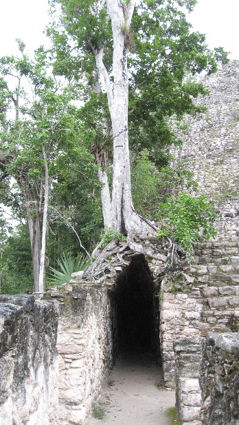 Cobá