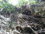 Mayan jungle