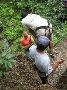 rapel into the jungle