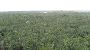 Cobá - El Castillo (view from top)