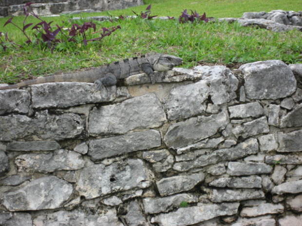 Tulum - Can you spot the iguana?