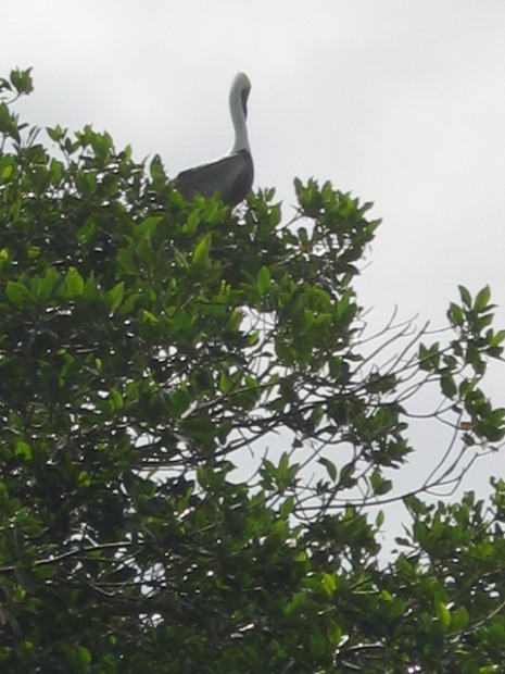 Sian Ka'an - pelican