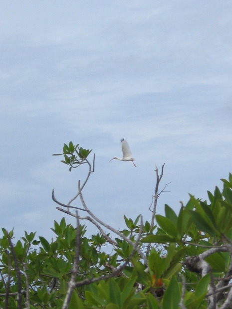 Sian Ka'an - white heron