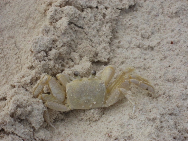 mr. crab