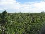 Chikin-Ha - (a really looooong zipline) 